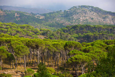 Lebanese mountains covered with stone pine forests. Beautiful conifers in Lebanon. Bright juicy green crowns. Southern mediterranean floraの写真素材
