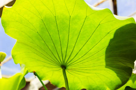 Lotus leaf close up. Veined leaf texture. Bright green leaves background. Plant silhouette in the...