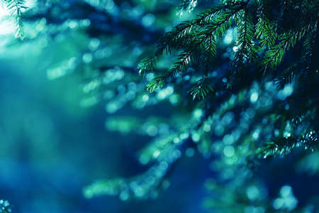 Blue background with fir tree branches, lights and flares. Forest dusk wallpaper. Evergreen...