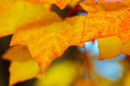Abstract autumn background. Vibrant orange and yellow maple leaves close up. Tree branches with...