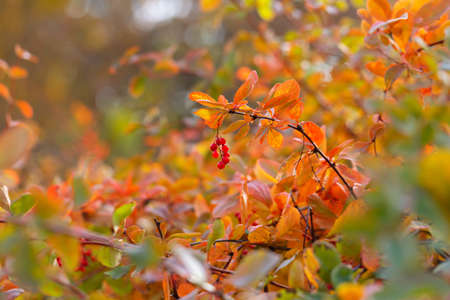 Barberry berries and purple and orange leaves. Autumn seasonal background. Red berries of barberry...