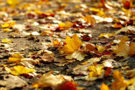 Maple leaves in sun light. Abstract autumn background. The path strewn with bright yellow and orange...