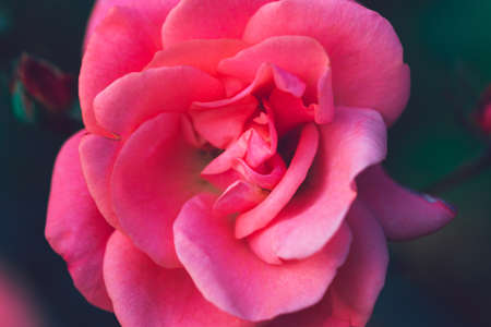 Soft floral background. Delicate macro rose petals. Soft coral colored flower on a green background. Perfect for holidays, celebrations, greetings, invitations, postersの写真素材