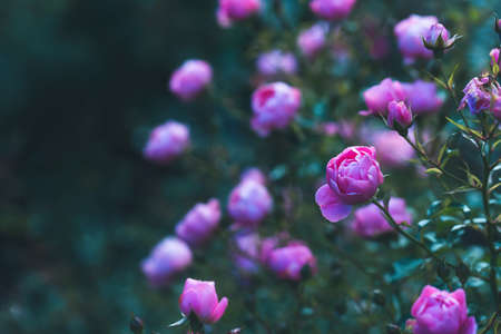 Pink rose named in the garden. Red flowers and dark blurred leaves. Festive floral background. Varietal rosesの写真素材