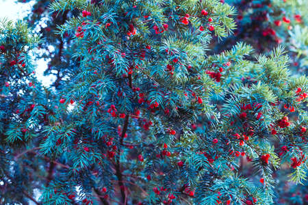 Coniferous tree branch with red berries on a blue soft background. Yew tree with mature bright fruit...
