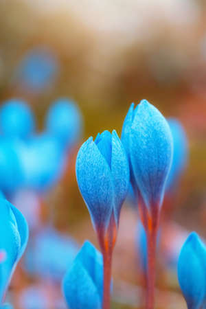 Blue crocus flowers. Crocuses in the garden in the sunlight. Abundant blossoming at spring and...