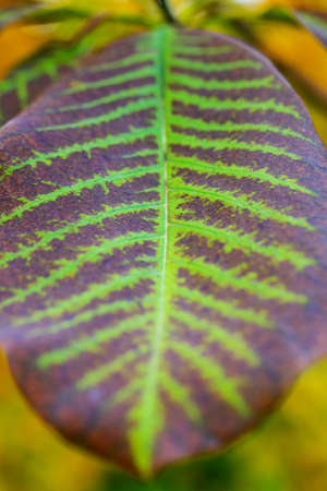 Green and brown leaf macro texture. Bright autumn leaves background.