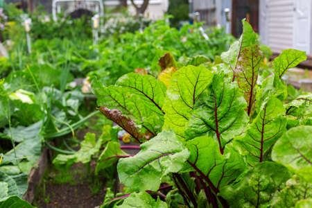 Beetroot bright leaves and sick with leaf spot leaves. A bed of vegetables in the garden. Foliage of beetroots close-up. Vegetable field. Fresh vegan food ingredientの写真素材