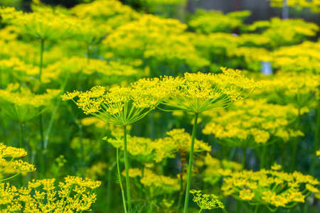 Dill inflorescences close up. Spice herbs in the garden. Agriculture and the cultivation of dill by...