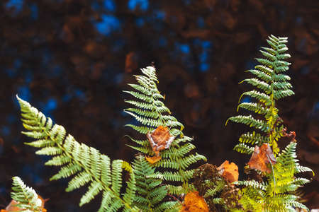 Fern background. Green leaves close-up. Forest view. Abstract autumn background. Floral design.