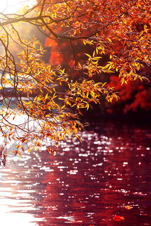 Red leaves background. Panoramic Japanese landscape. Natural autumn wallpaper. Bright willow tree...