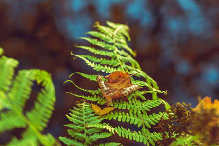 Fern background. Green leaves close-up. Forest view. Abstract autumn background. Floral design.