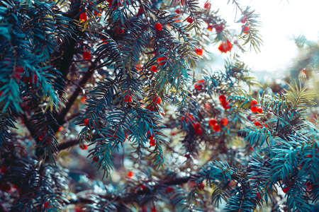 Natural forest background. Coniferous tree branch with red berries on a blue soft background. Yew tree with mature bright fruit cones. Perfect for holidays, design, decoration, cards, postersの写真素材