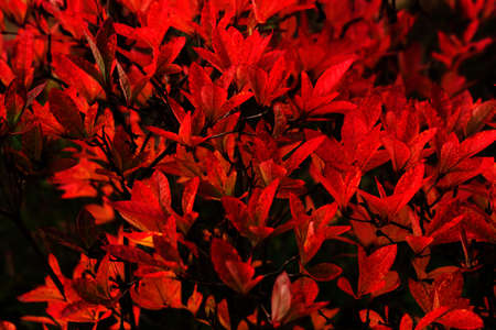 Scarlet leaves on a black background. Bright red foliage in sunlight. Autumn natural background. A...