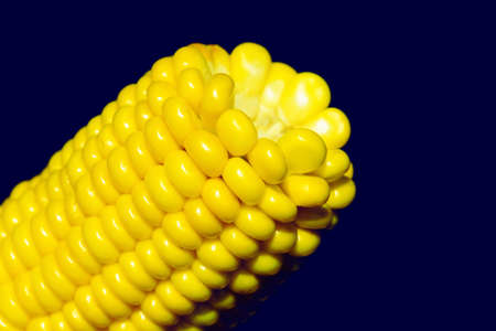 Corn studio shot. Ear and grain close-up. Golden corn on a dark background in contrast. Food trendy...