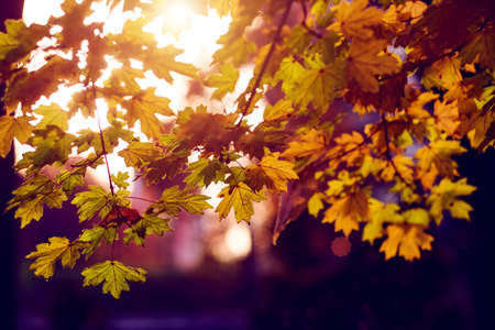 Autumn purple background. Bright orange and red leaves. Magic light bokeh flares and rain drops....