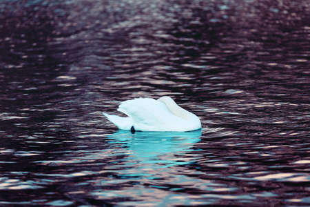 White swan in profile on the dark lake water. Beautiful reflections and glare of sunlight on the water. Waterfowl close up. Animals in the wild. A symbol of purity, love and eleganceの写真素材