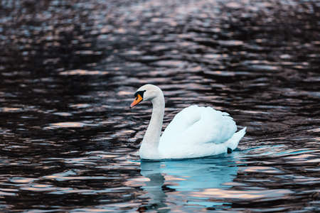 White swan in profile on the dark lake water. Beautiful reflections and glare of sunlight on the...