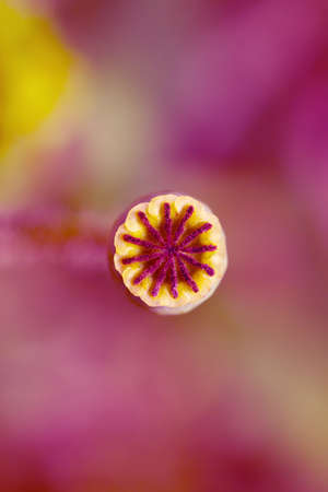 Poppy capsules close up. Autumn background. Dry herbs and fruits in sunlight. For design,...