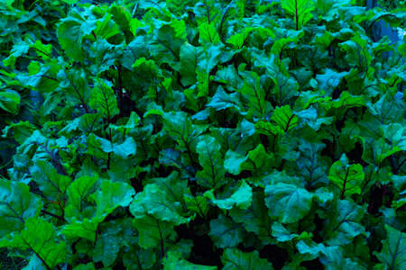 Dark blue leaves background. Beetroot bright leaf. A bed of vegetables in the garden. Foliage of...