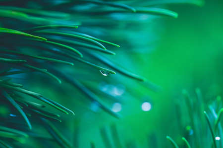 Transparent drop on a pine needle. Beautiful macro dewdrops on a green grass. Magic Christmas, New Year, ecological design. Emerald conifer natural background. Turquoise abstract wallpaperの写真素材