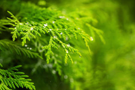 Transparent drop on Thuja twigs close-up. Beautiful macro dewdrops on a green leaves. Magic Christmas, New Year, ecological design. Emerald conifer natural background. Botanical abstract wallpaperの写真素材