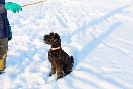Kerry Blue Terrier close up. The dog plays with the child in the snow. Winter games and walks with...