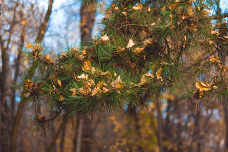 Bright orange natural background. Beautiful conifer branch with yellow leaves. A close-up of a pine...