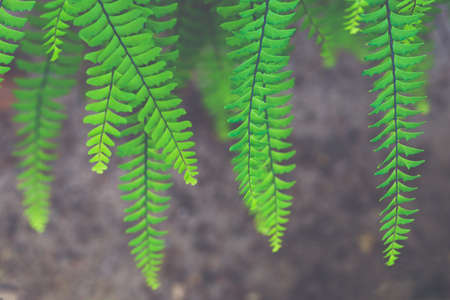 Fern leaves close-up. Abstract emerald background. Green macro fronds. Natural floral frame. Ornamental plantの写真素材