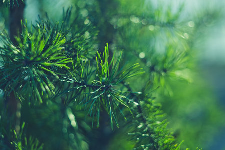 Abstract green pine colorful background. Picturesque conifer needles. A close-up of a pine branch....