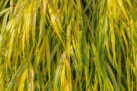 Hakone japanese grass leaves close up. Herbs background. Grassy cozy yellow background. Delicate...
