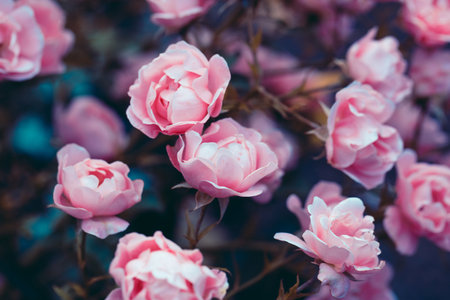 Cream colored rose close-up. Flowers in the garden. Beautiful flower blossoms. Decorative rose bush. Cream colored tender background. Festive delicate soft floral wallpaperの写真素材