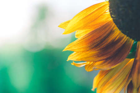 Close-up of sunflower in sunlight. Soft floral wallpaper. Yellow flower on green background.の写真素材