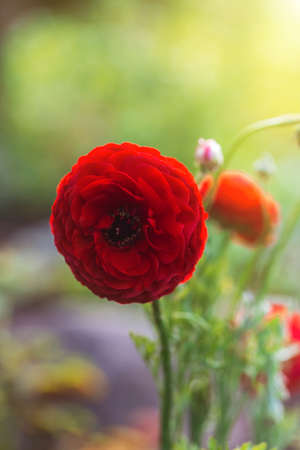 Beautiful soft tender background. Red ranunculus flower petals close up. Soft floral wallpaper. Flowers in the garden in sun lightの写真素材