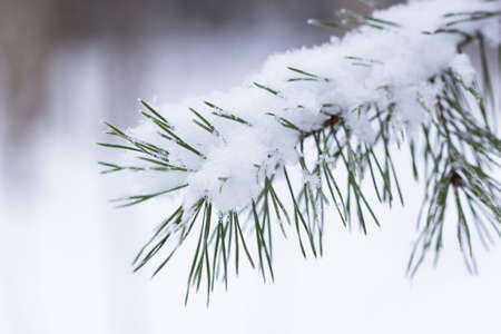 Winter green pine needles background. Fresh juicy foliage in the snow. White forest background of...