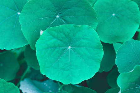 Green Nasturtium leaves. Abstract natural floral backgroundの写真素材