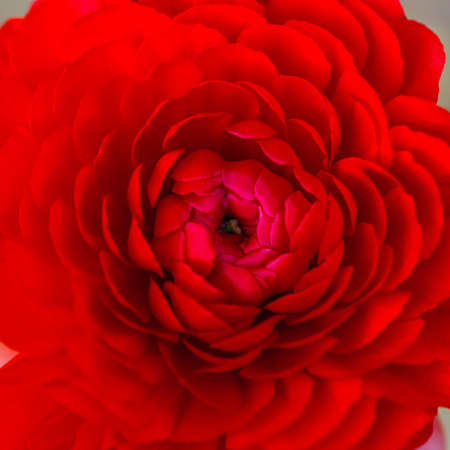 Beautiful soft tender background. Red ranunculus flower petals close up. Soft floral wallpaper