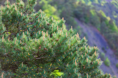 Emerald pine branches with cones. Green natural background