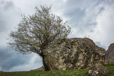 Wood and stone. Lonely tree in the mountains. Moody dramatic landscape. Blooming treeの写真素材