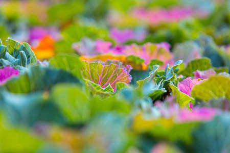Ornamental decorative cabbage close-up. Flowering plants. Multicolored cabbage field. Natural...