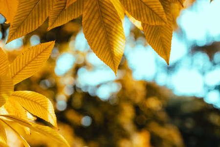 Abstract autumn background. Yellow buckeye tree. Vibrant orange and yellow leaves close up. Tree branches with bright foliage on a blue blurred backgroundの写真素材