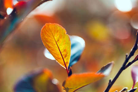 Bright multicolored leaves of black chokeberry. Aronia melanocarpa leaf close-up. Autumn vivid...