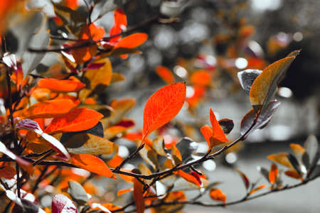 Bright red leaves of black chokeberry Aronia melanocarpa on a deep blue background. Autumn vivid...
