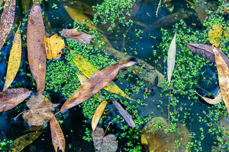 Soft colorful background with water surface and autumn leaves and reflections. Yellow leaves on the...