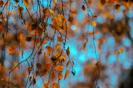 Bright autumn background. Hanging birch branch. Soft natural wallpaper. Orange leaves on blue backgroundの写真素材