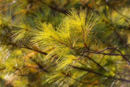 Green forest background of pine needles. Christmas tree branches. Nature New Year concept. Festive...