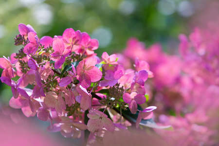 Delicate pink hydrangea flowers in soft sun light close-up. Bright floral background. Romantic...