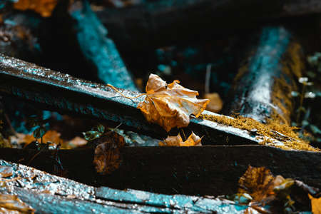 Bright autumn background. Maple leaf in puddle. Soft natural wallpaper. Wet orange leaves in the rainの写真素材
