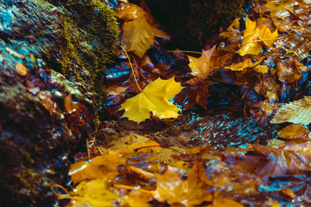 Bright autumn background. Maple leaf in puddle. Soft natural wallpaper. Wet orange leaves in the rainの写真素材