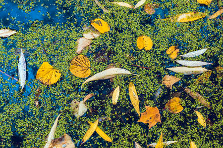 Soft colorful background with water surface and autumn leaves and reflections. Yellow leaves on the water. Delicate natural backgroundの写真素材
